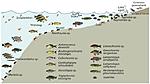 Schematic presentation of the occupation of the soft bottom littoral habitat in Lake Tanganyika by various fish species