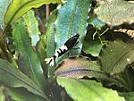 Taiwan Bee Black Pinto