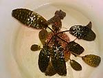  , Cryptocoryne hudoroi Bogner & N. Jacobsen