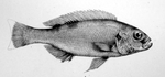 Xenochromis