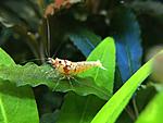 Tibee (tiger+bee)