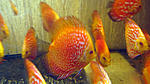 IMG 5631