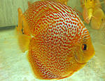 IMG 5796
