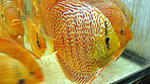 IMG 5780