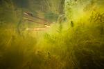 small pond underwater, Vinnytsia