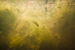 small pond underwater, Vinnytsia