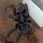 Phormingochilus arboricola adult FM