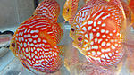 IMG 5856