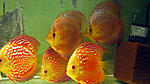 IMG 5868