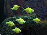 1503595581 barbus tetrazona glofish 2