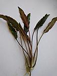  , Cryptocoryne willisii (2)