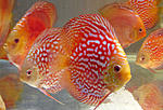 IMG 5887