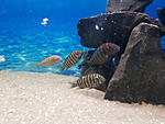 Tropheus polli