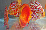 IMG 5916