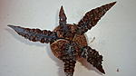 Cryptocoryne wendtii sp. bullate form
