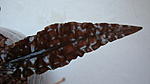 Cryptocoryne wendtii sp. bullate form