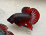 Red cooper