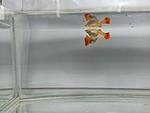  Full Red Albino  2