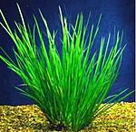    (Acorus gramineus var. pusillus)