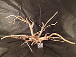 IMG 4441