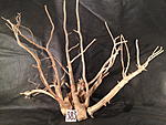 IMG 4442