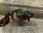 Dragon bicolor