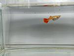  Full Red Albino  1