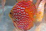 IMG 5852