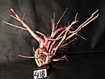 IMG 4750