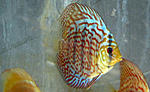 IMG 5971