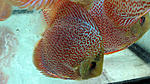 IMG 6061