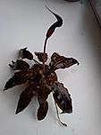    , Cryptocoryne nurii Rosen Maiden Bt.Perah