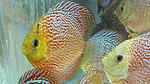 IMG 6051
