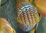 IMG 5983