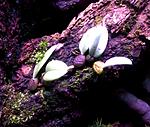 Bulbophyllum frostii