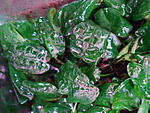 Cryptocoryne pallidinervia[Borneo,Pantu]