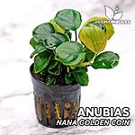 Anubias barteri nana "Golden Coin"