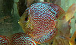 IMG 6067