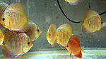 IMG 6007