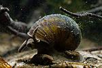 snail