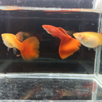  Full Red Albino