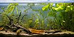 Riv River biotope aquarium