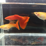  Full Red Albino2
