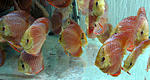 IMG 6055