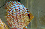 IMG 5975