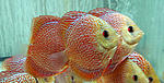IMG 6060
