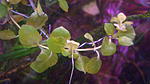  (Lysimachia)