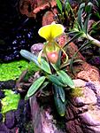 Paphiopedilum helenae
