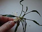    (Cryptocoryne x willisii Lucens) (2)