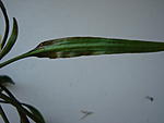    (Cryptocoryne x willisii Lucens)